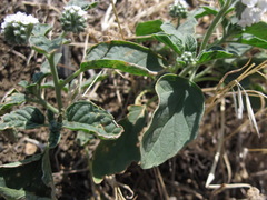 Heliotropium suaveolens