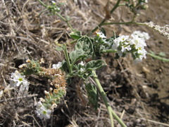 Heliotropium suaveolens