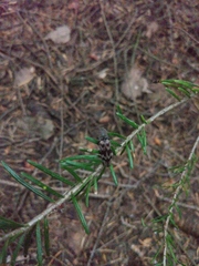 Diacanthous undulatus