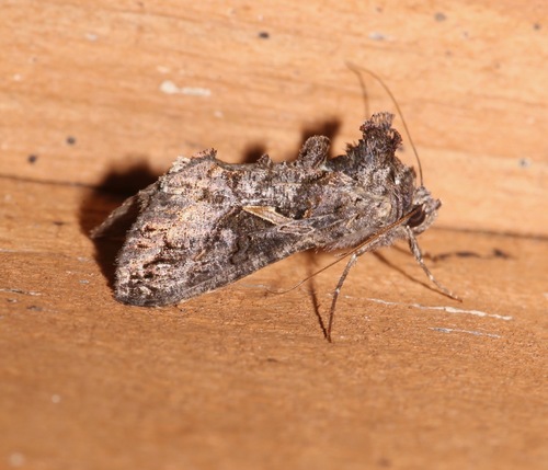 Sharp-stigma Looper Moth photo 3