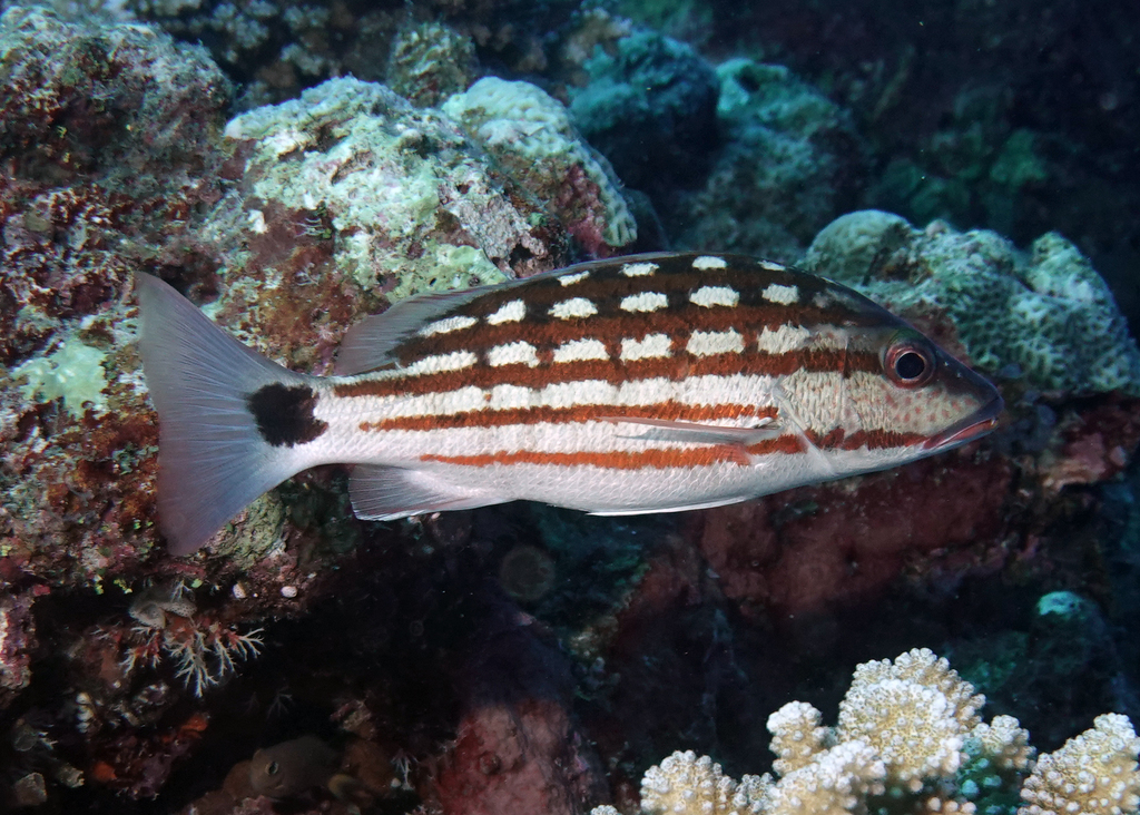 Checkered Snapper