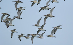 Limosa lapponica lapponica