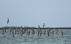 Limosa lapponica lapponica