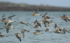 Limosa lapponica lapponica