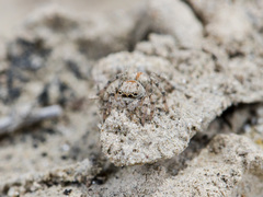 Aelurillus dubatolovi