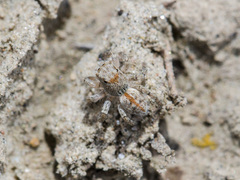 Aelurillus dubatolovi