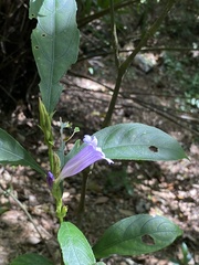 Strobilanthes longespicatus