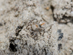 Aelurillus dubatolovi