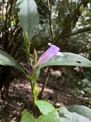 Strobilanthes longespicatus