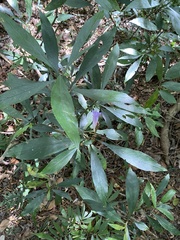 Strobilanthes longespicatus