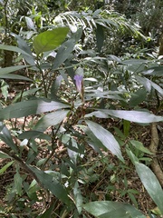 Strobilanthes longespicatus