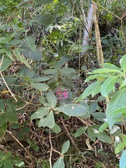 Medinilla formosana