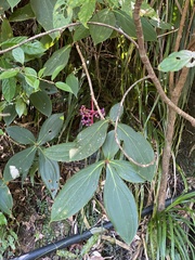 Medinilla formosana