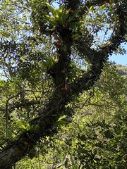 Ficus aurantiaca parvifolia