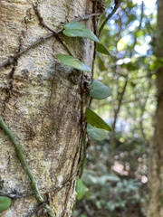 Ficus aurantiaca parvifolia