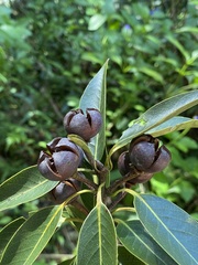 Schima superba kankaoensis