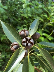 Schima superba kankaoensis