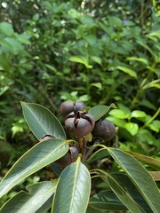 Schima superba kankaoensis