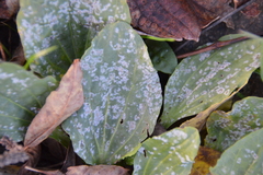 Golovinomyces sordidus