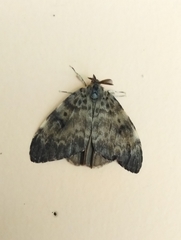 Lymantria ampla