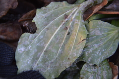 Golovinomyces sordidus