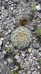 Coryphantha retusa