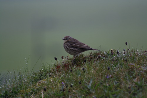 Anthus petrosus