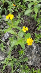 Melampodium longipilum