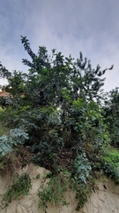 Ceratonia siliqua