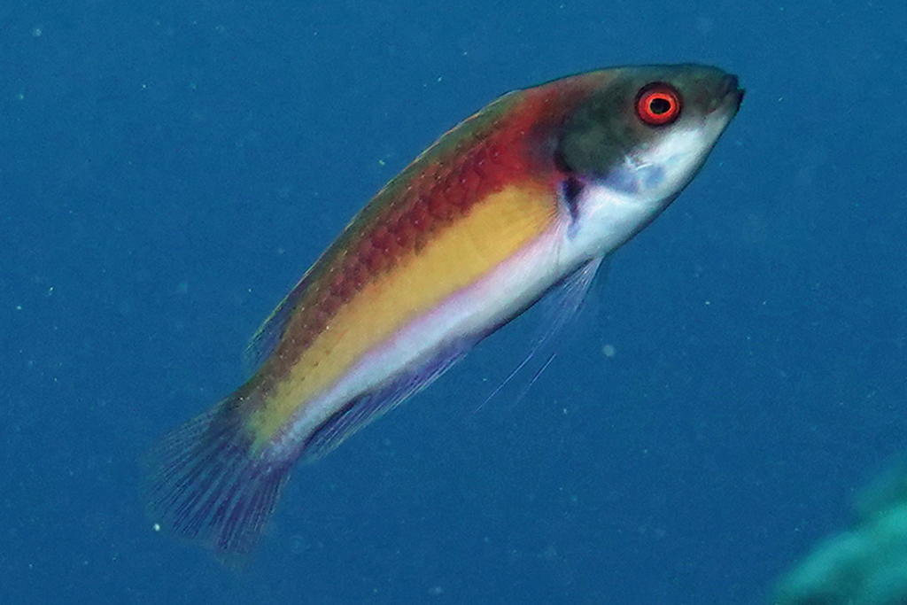 Randall's fairy wrasse (Cirrhilabrus randalli) — Labridae