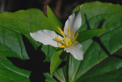 Trillium ovatum ovatum