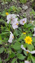 Lycianthes peduncularis