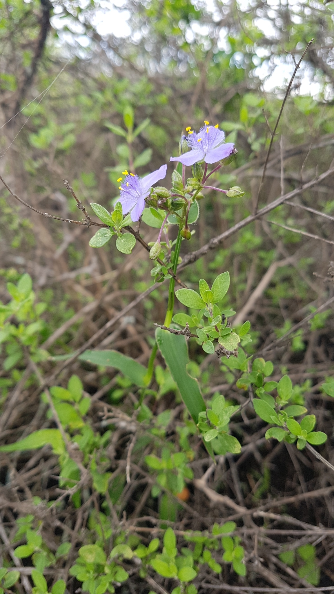 Gibasis consobrina