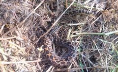 Crotalus polystictus