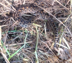 Crotalus polystictus