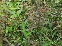 Ludwigia perennis