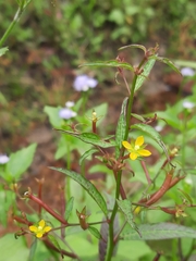 Ludwigia perennis