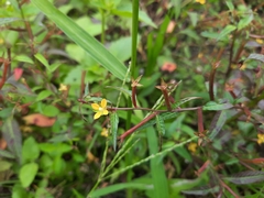 Ludwigia perennis