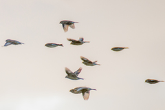 Twite photo 6