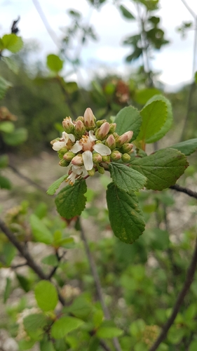 Pterostemon rotundifolius (Pterostemon rotundifolius)