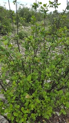 Pterostemon rotundifolius