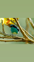 Dacnis lineata