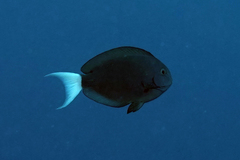 Acanthurus thompsoni