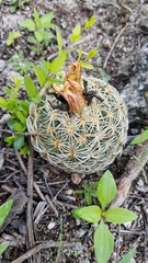 Coryphantha retusa