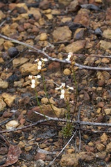 Stylidium junceum