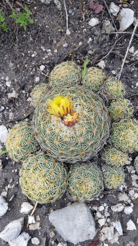 Coryphantha retusa (Coryphantha retusa)
