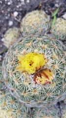 Coryphantha retusa