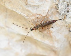 Tromatobia lineatoria