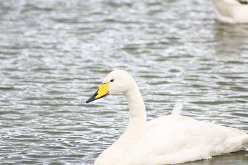 Cygnus cygnus