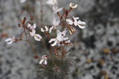 Stylidium spinulosum